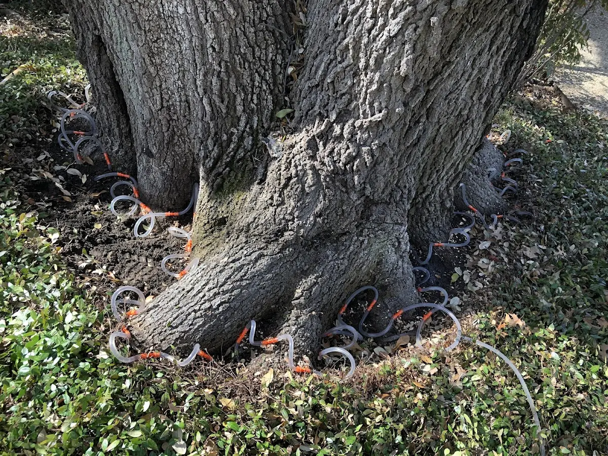 Detailed Tree Cabling and Bracing job site in Long Branch